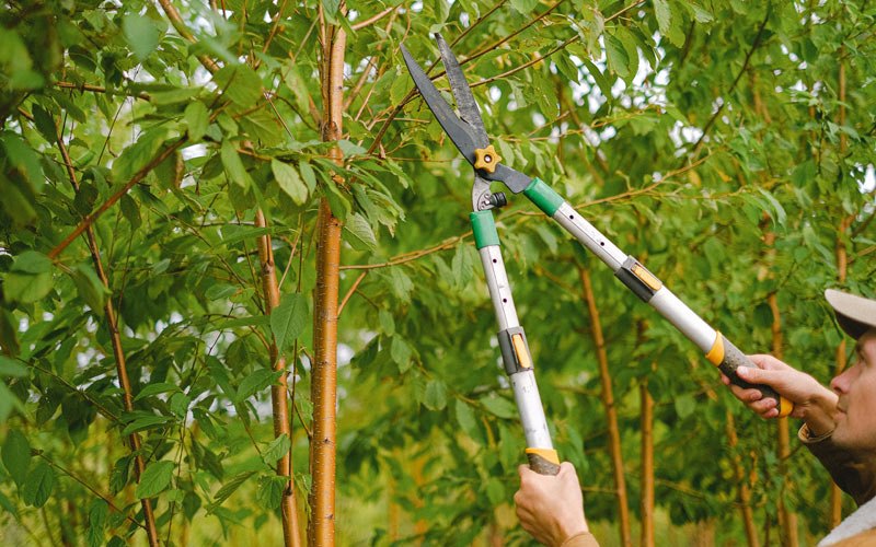 Tree trimming in Brusett, MT